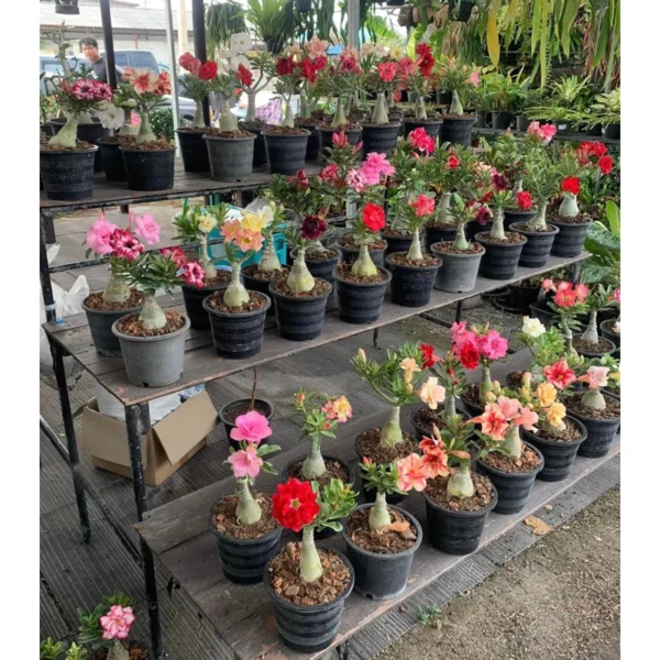 RARE ADENIUM TRIPLE PETALS